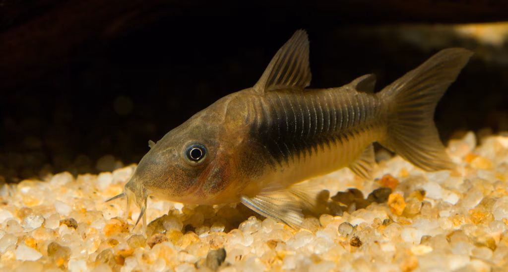 Sperm drinking fish?